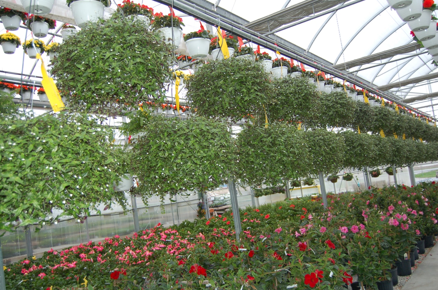 10_BridalVeilHangingBasket