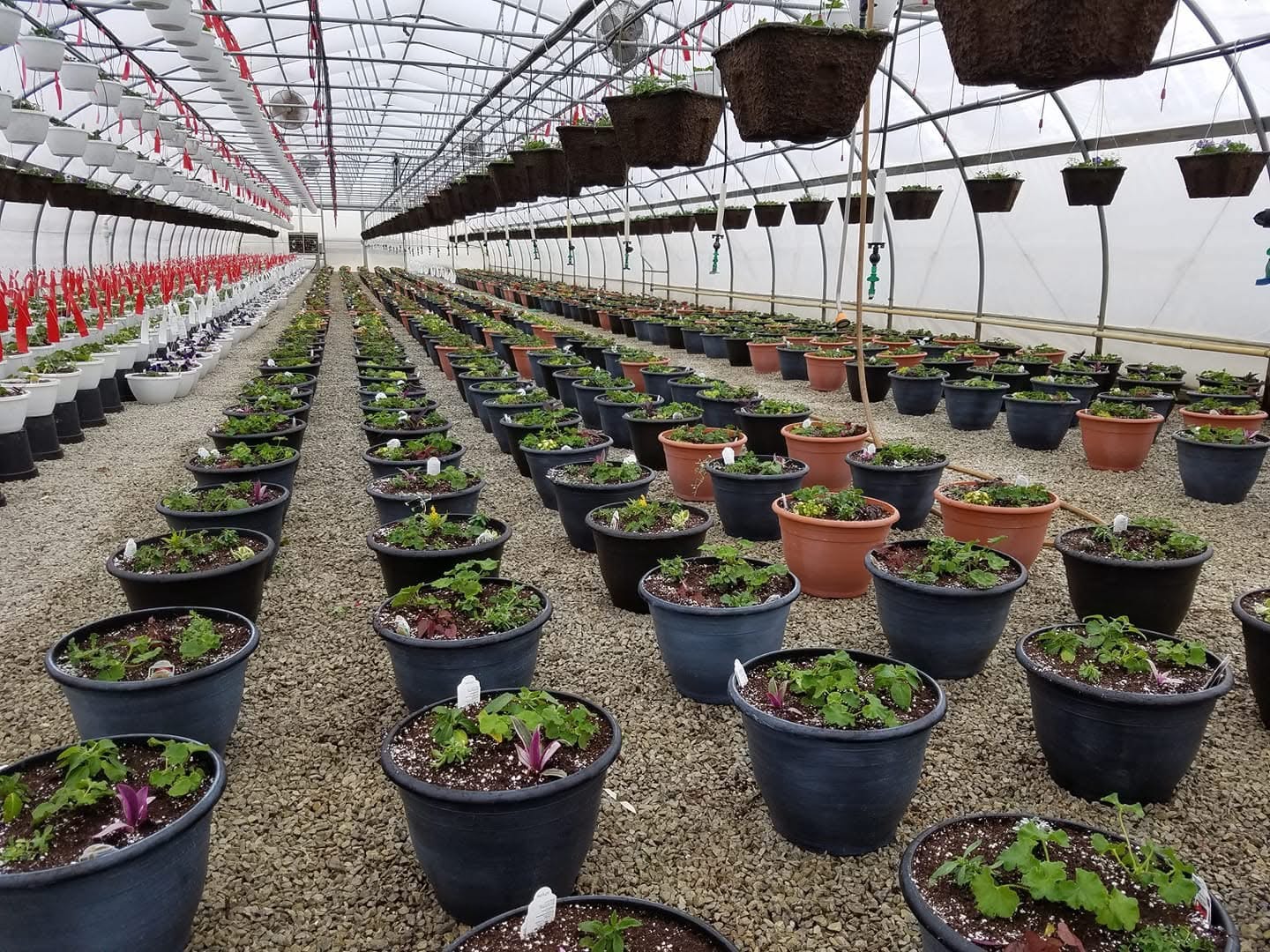 14_Potsafterplanting