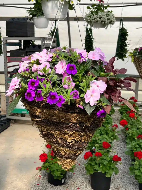 Hanging baskets - Big John's Farm Market & Greenhouse