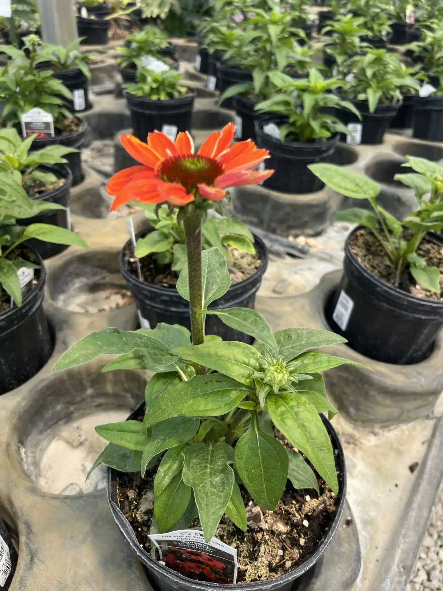 Perennial Echinacea