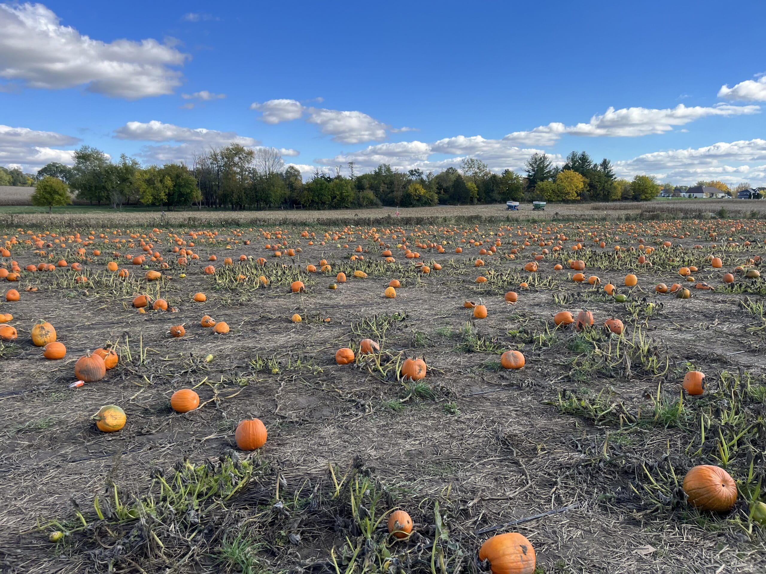 Pumpkin patch23