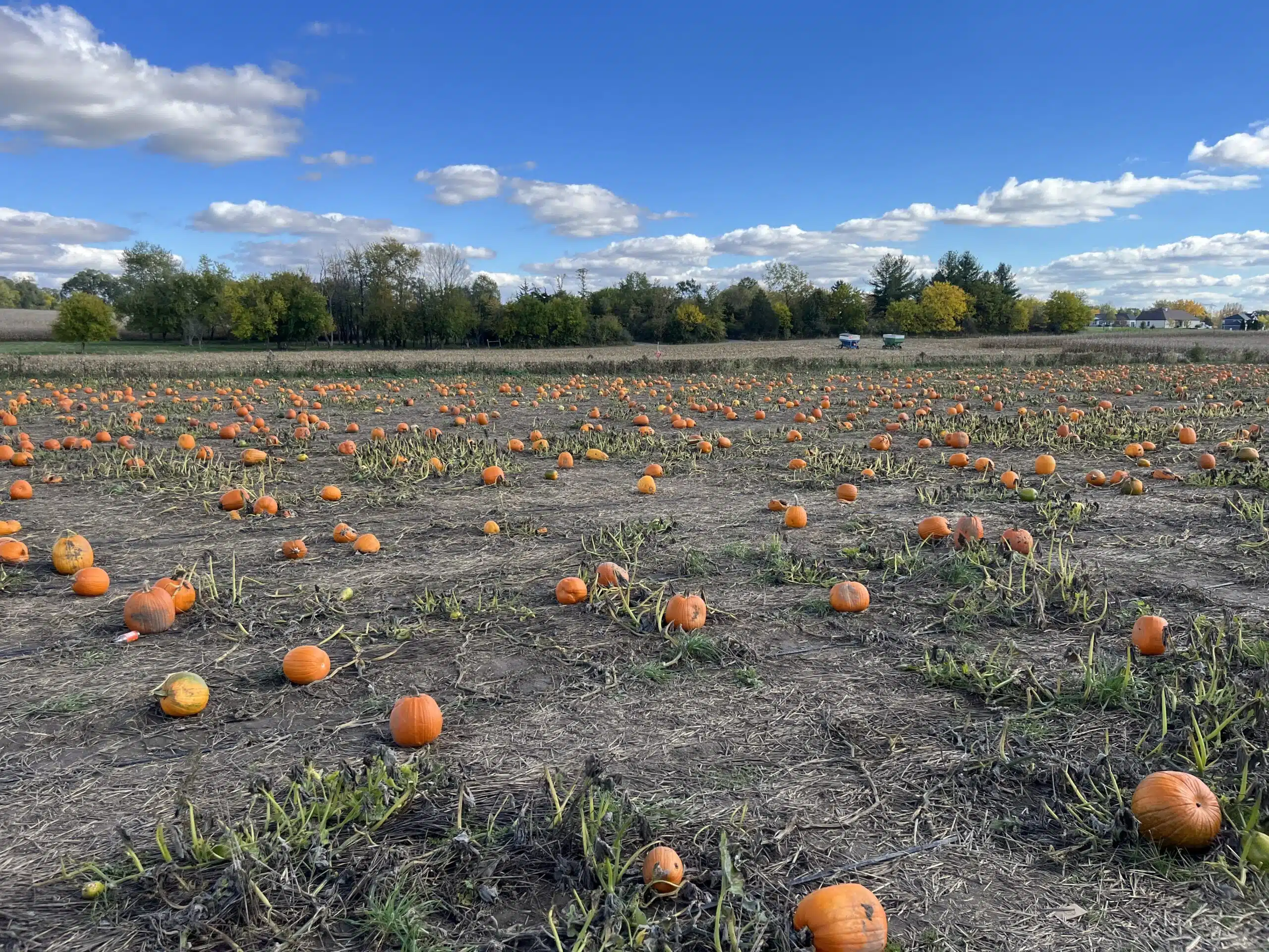 Pumpkin patch23
