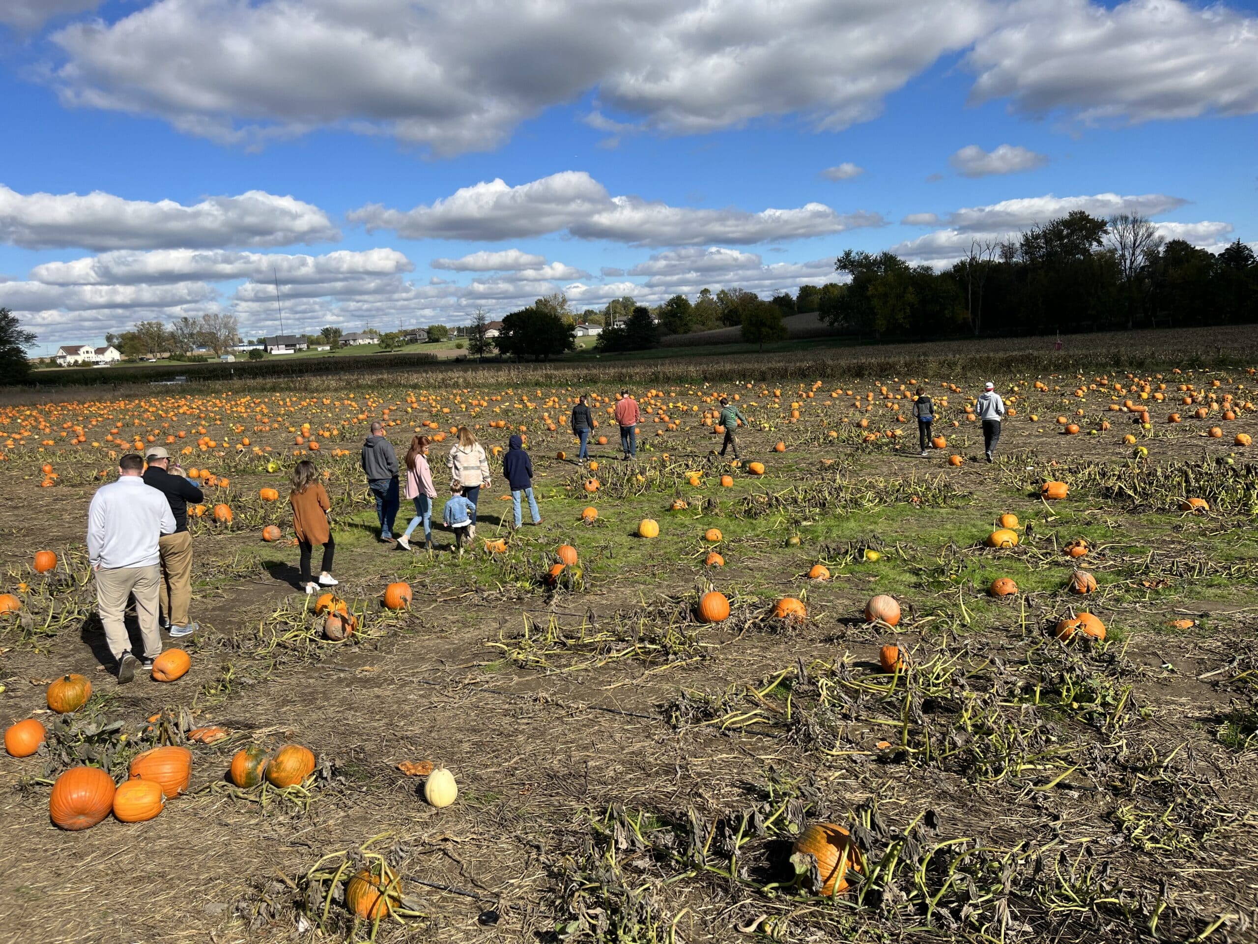 pumpkin patch23 (1)