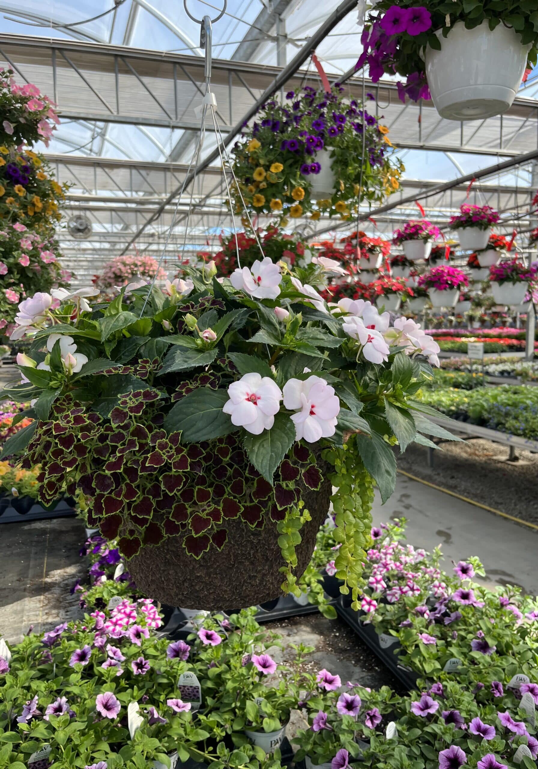 Hanging baskets - Big John's Farm Market & Greenhouse