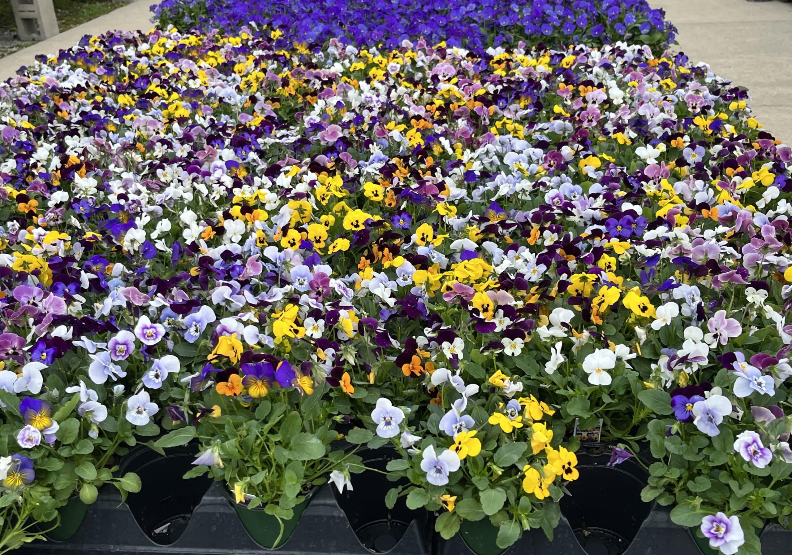 Violas