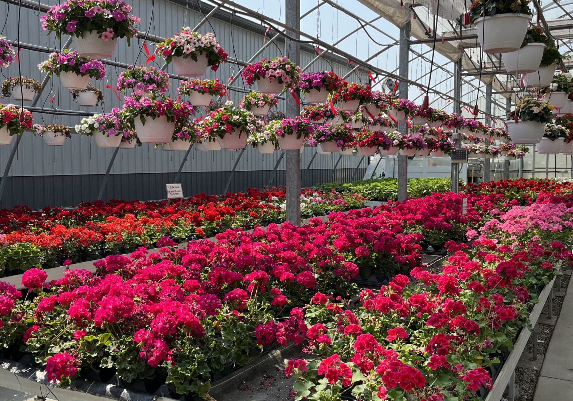 greenhouse
