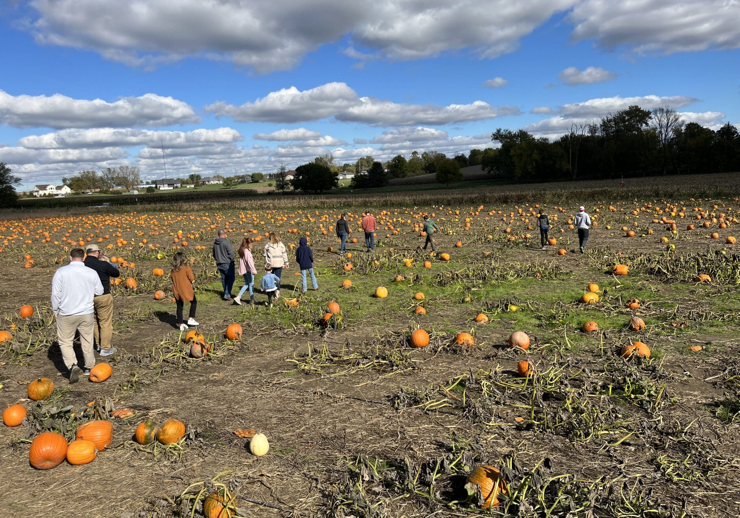 pumpkin patch23 (1)